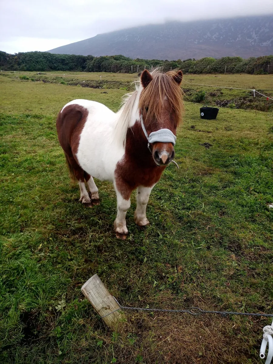 Pony (SOLD PENDING COLLECTION) - Image 1