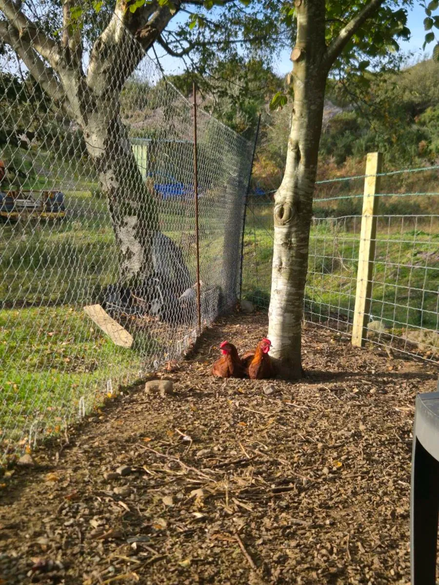 Bantam Hamberg roosters - Image 1
