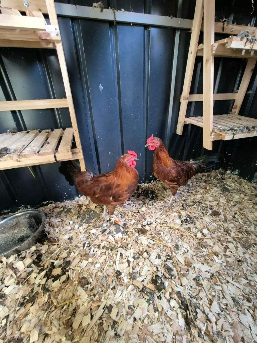 Bantam Hamberg roosters - Image 2