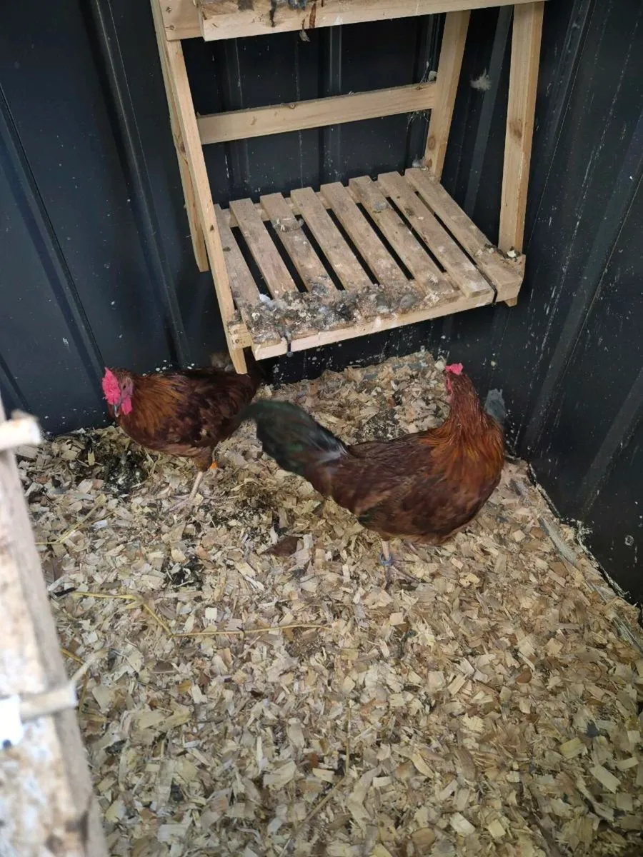 Bantam Hamberg roosters - Image 3