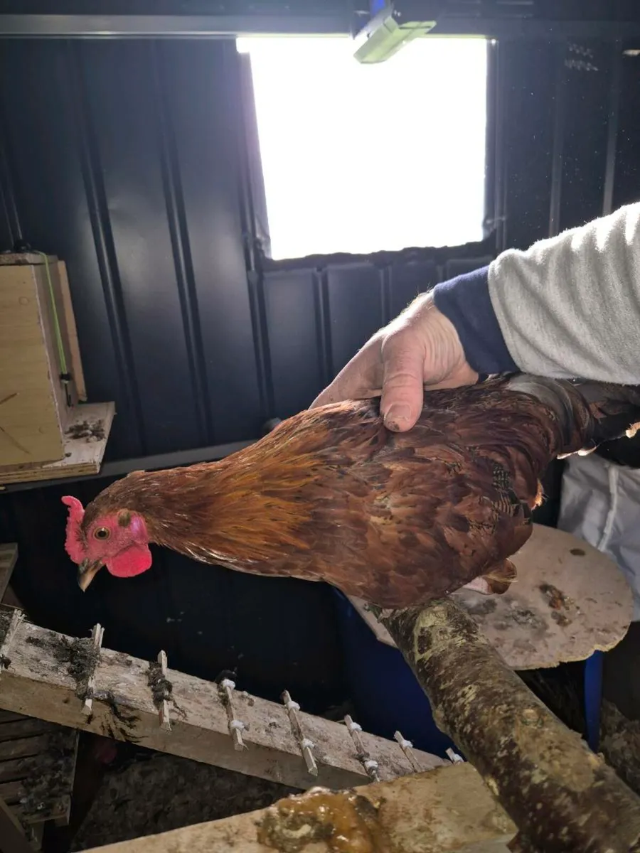 Bantam Hamberg roosters - Image 4