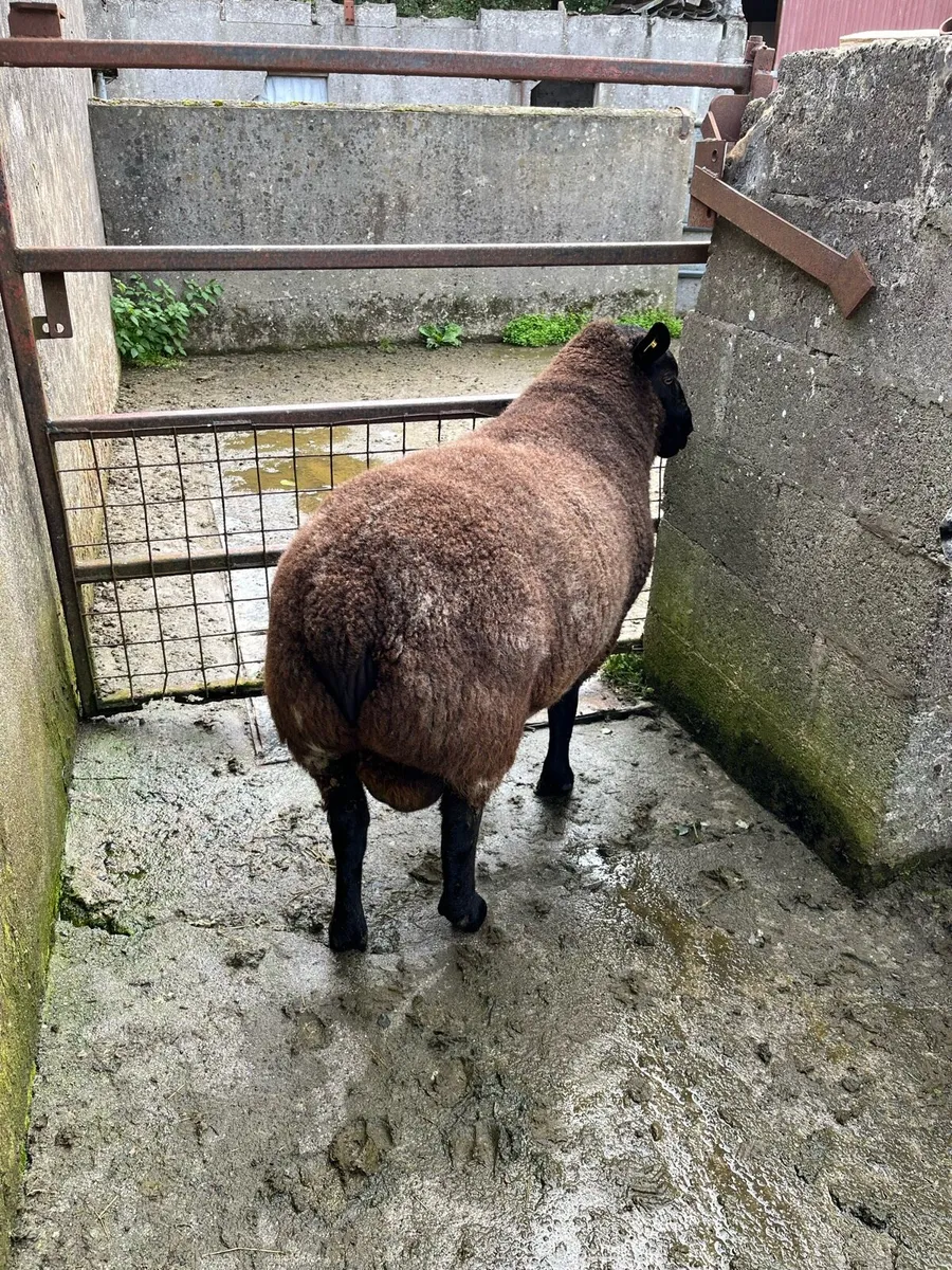 Hogget Ram - Image 1