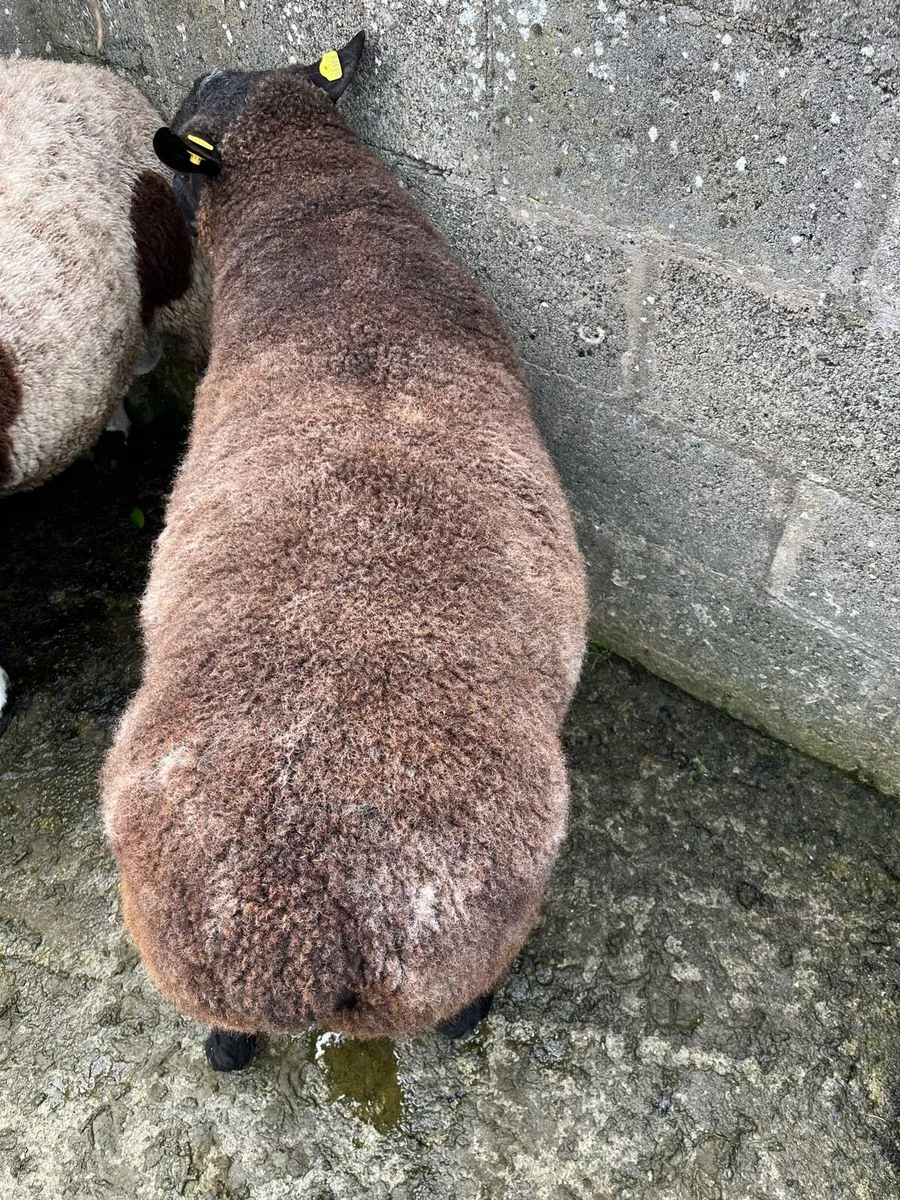 Hogget Ram - Image 2
