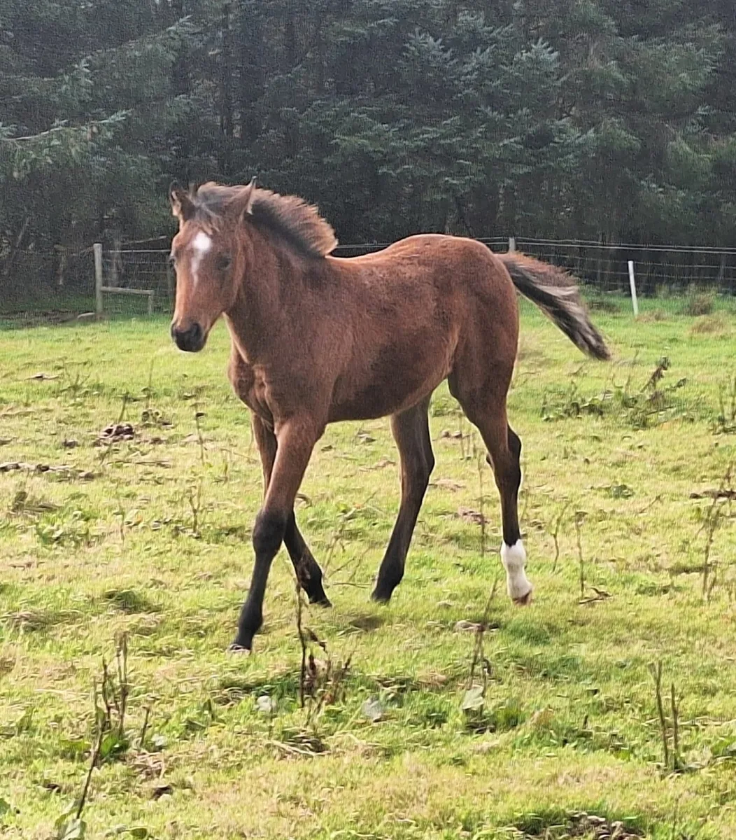 Moylough legacy filly foal - Image 1