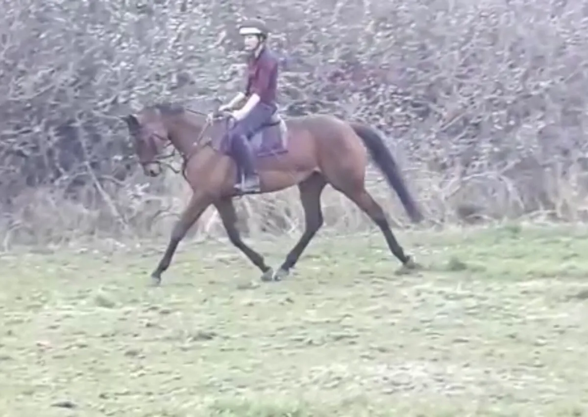 Fantastic Duel Purposes Malher Broodmare. - Image 2