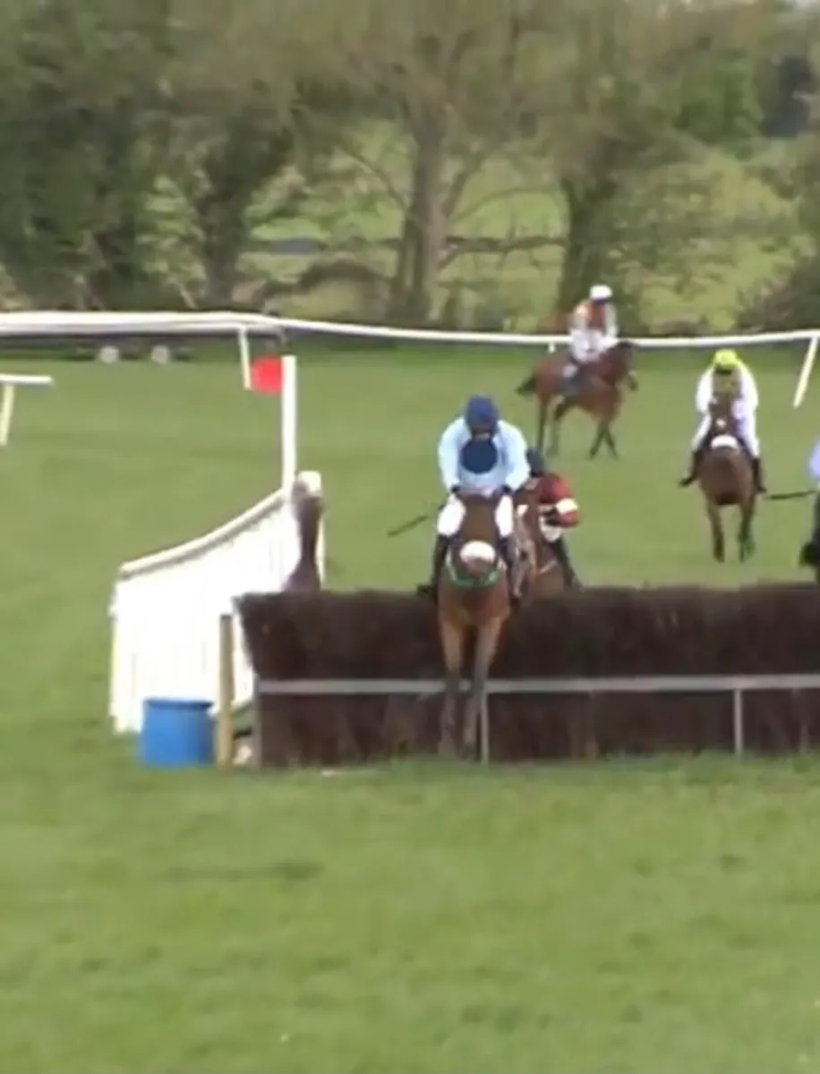 Fantastic Duel Purposes Malher Broodmare. - Image 3