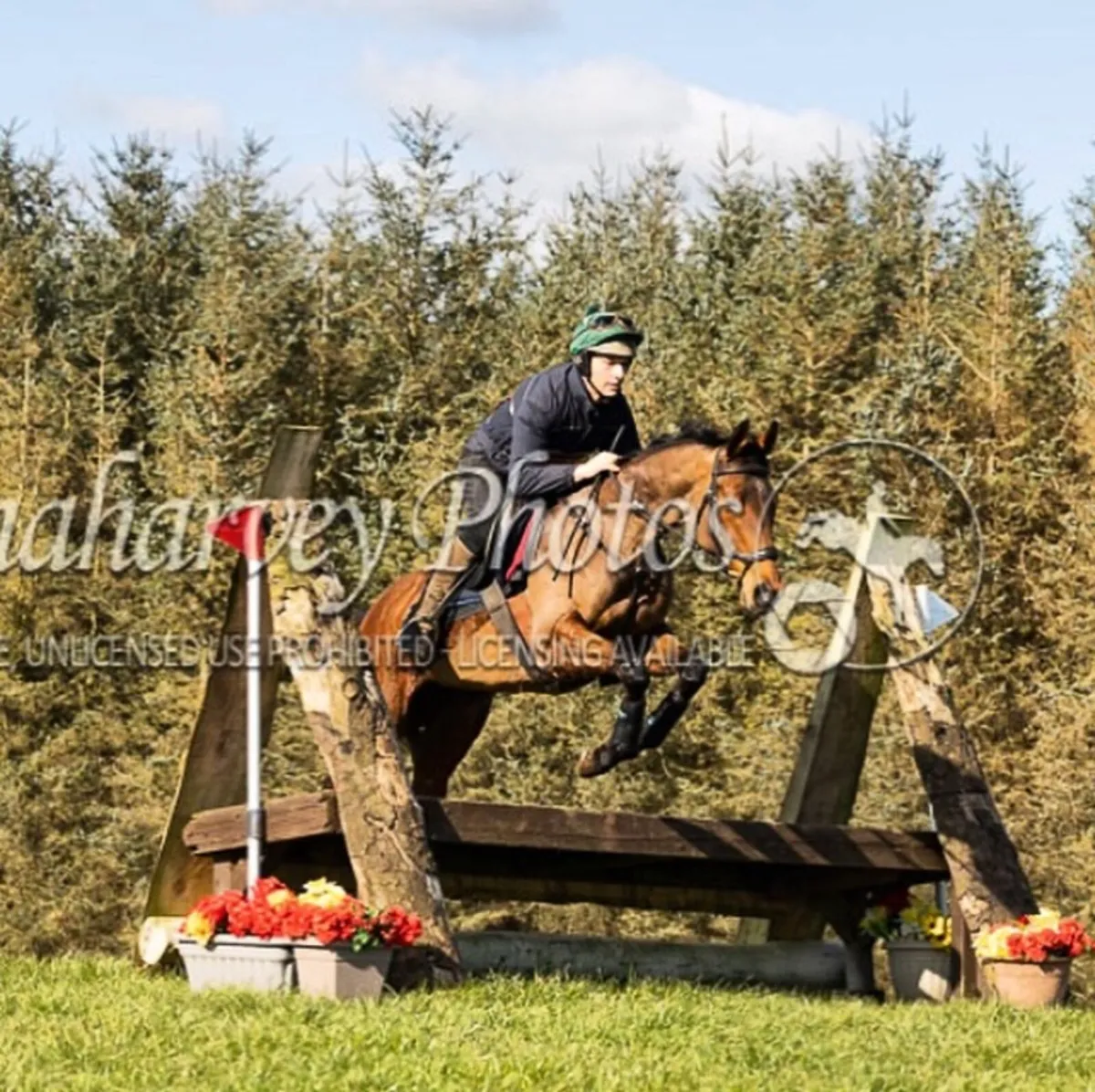 Fantastic Duel Purposes Malher Broodmare. - Image 4