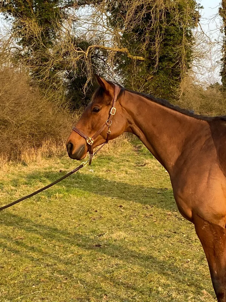 Fantastic Duel Purposes Malher Broodmare. - Image 1