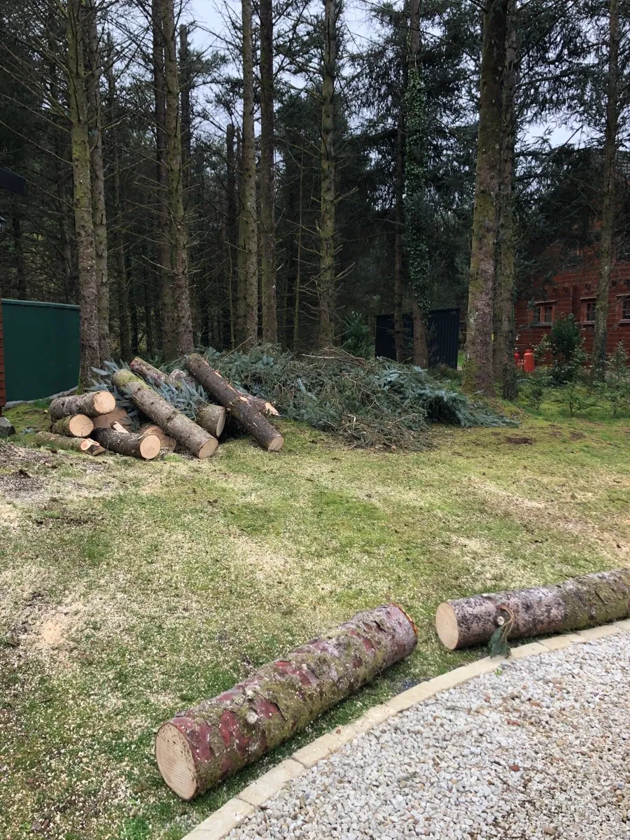 Firewood Pine Wood for FREE - Image 1