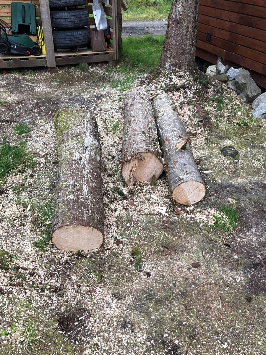 Firewood Pine Wood for FREE - Image 2