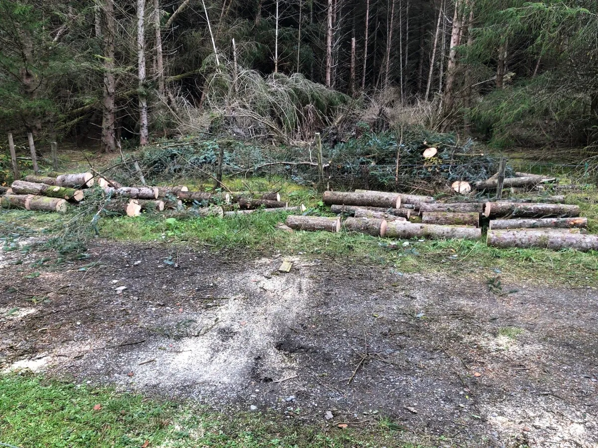 Firewood Pine Wood for FREE - Image 3