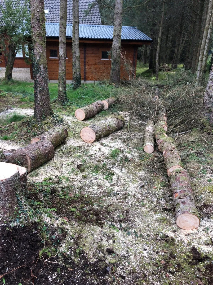 Firewood Pine Wood for FREE - Image 4