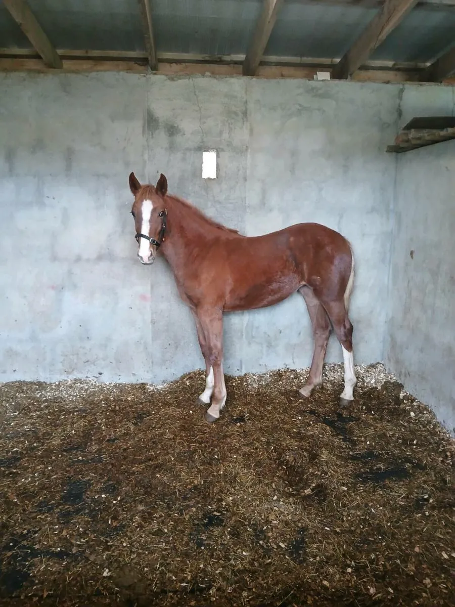 Irish draught filly foal - Image 1