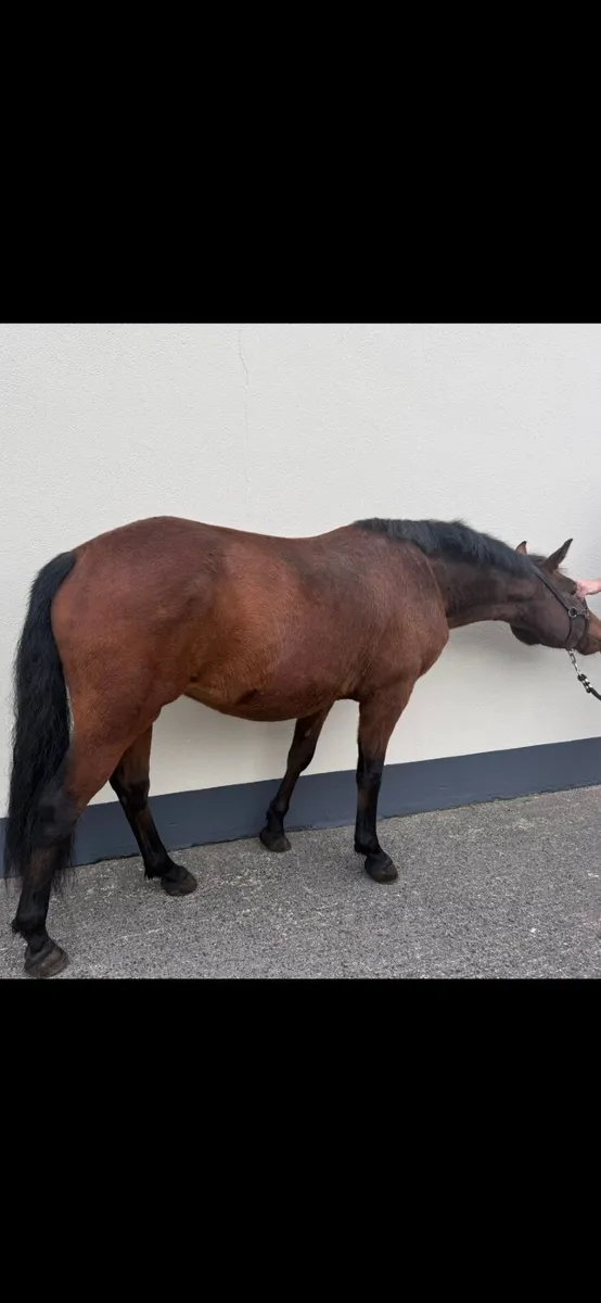 Connemara pony - Image 2