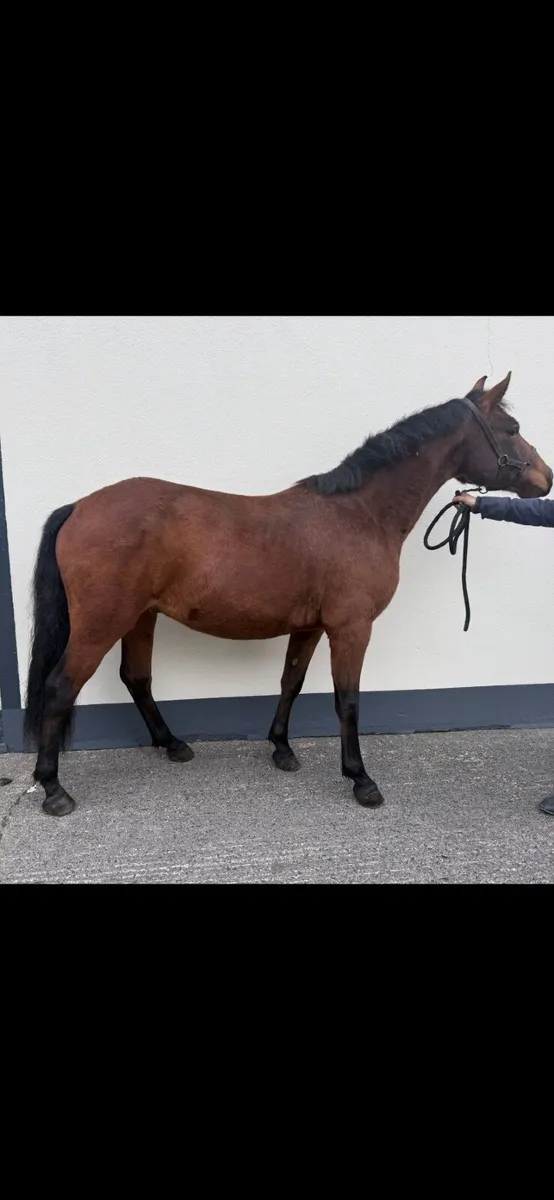 Connemara pony - Image 3
