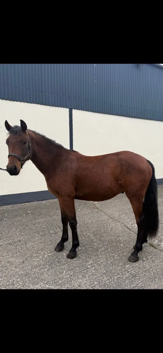 Connemara pony - Image 4
