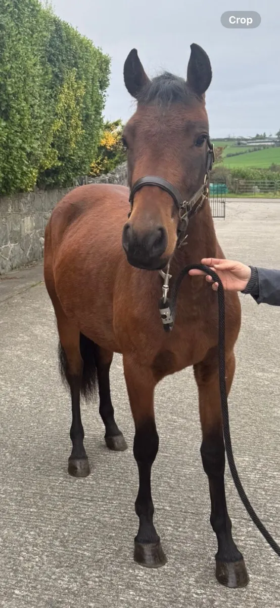 Connemara pony - Image 1