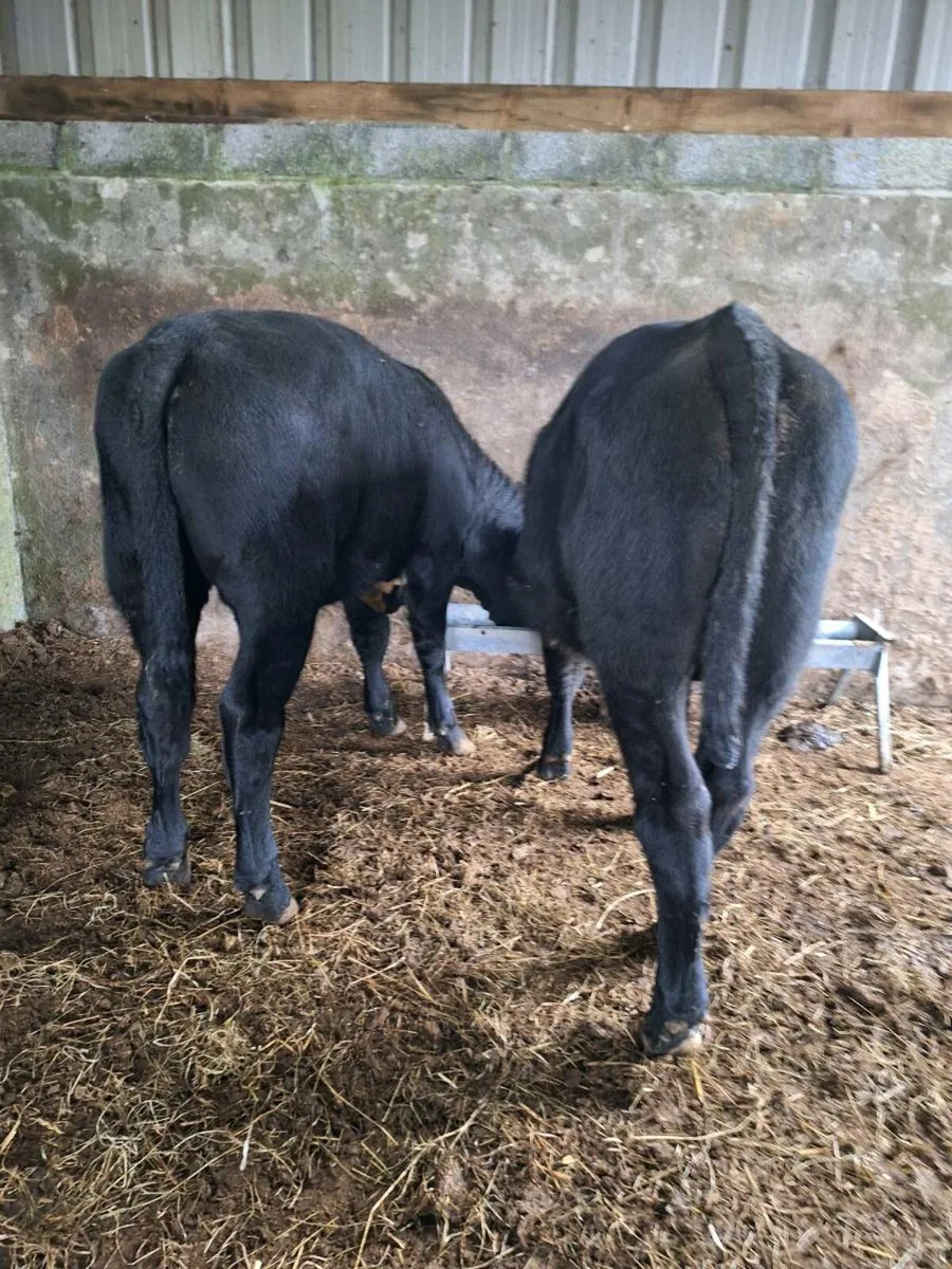Weanling - Image 1