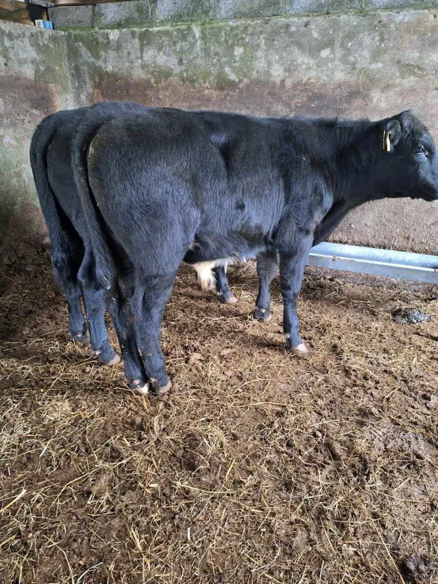 Weanling - Image 2