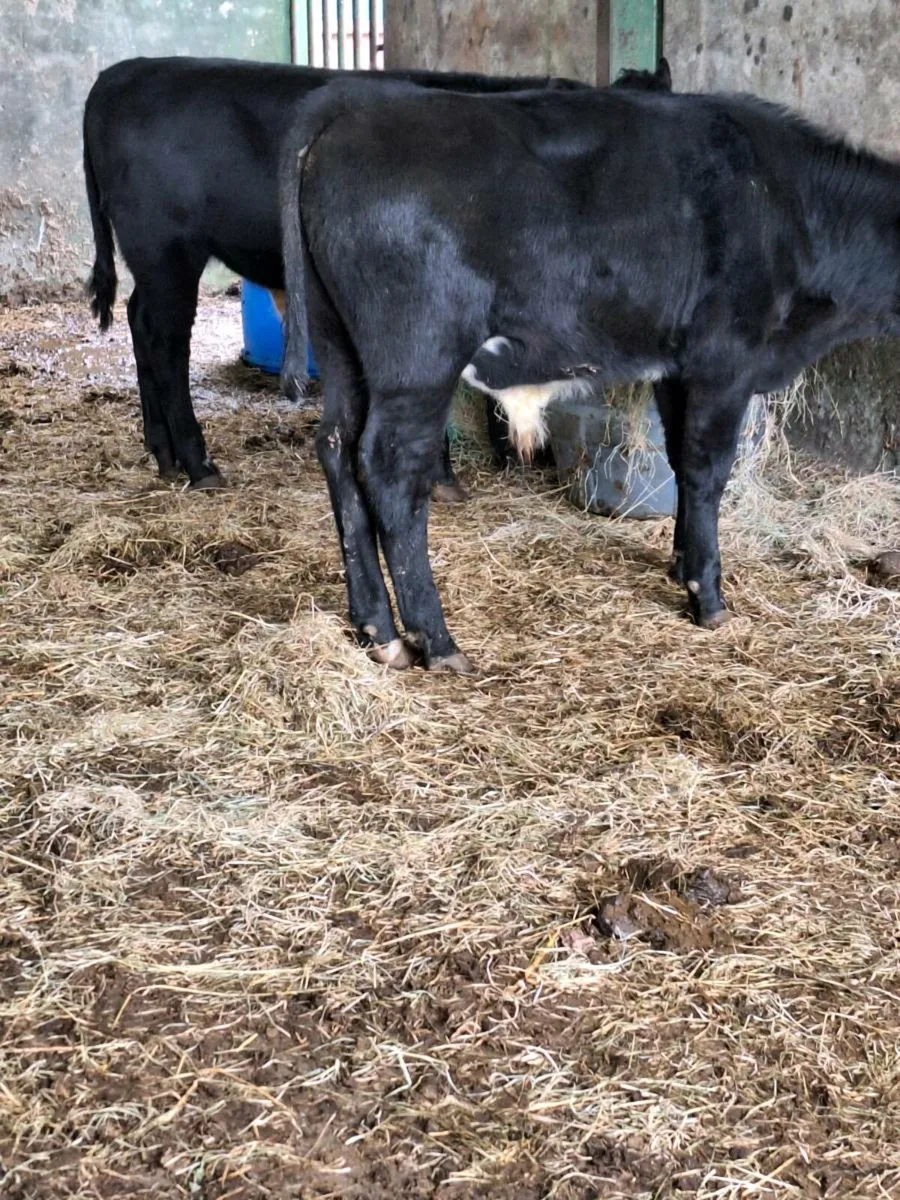 Weanling - Image 3