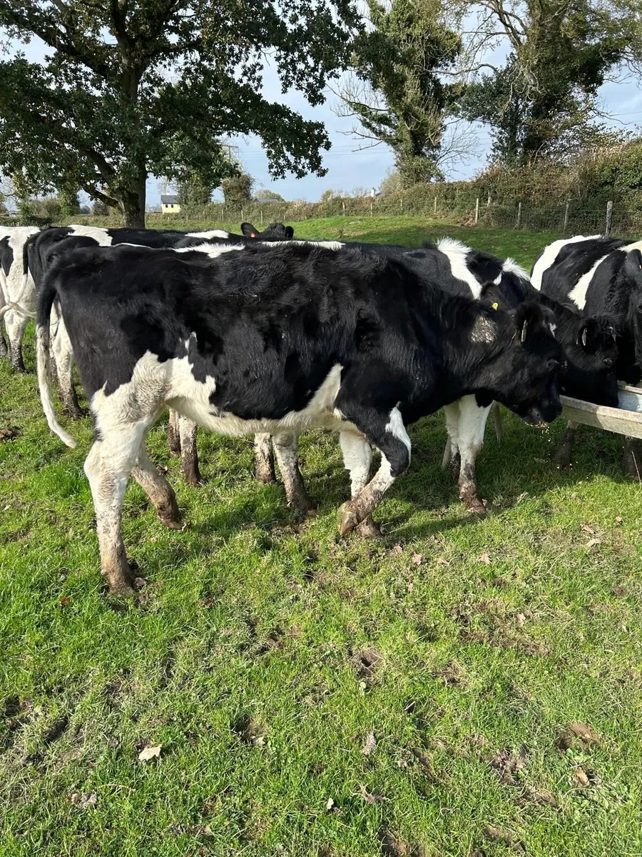In calf heifers - Image 2