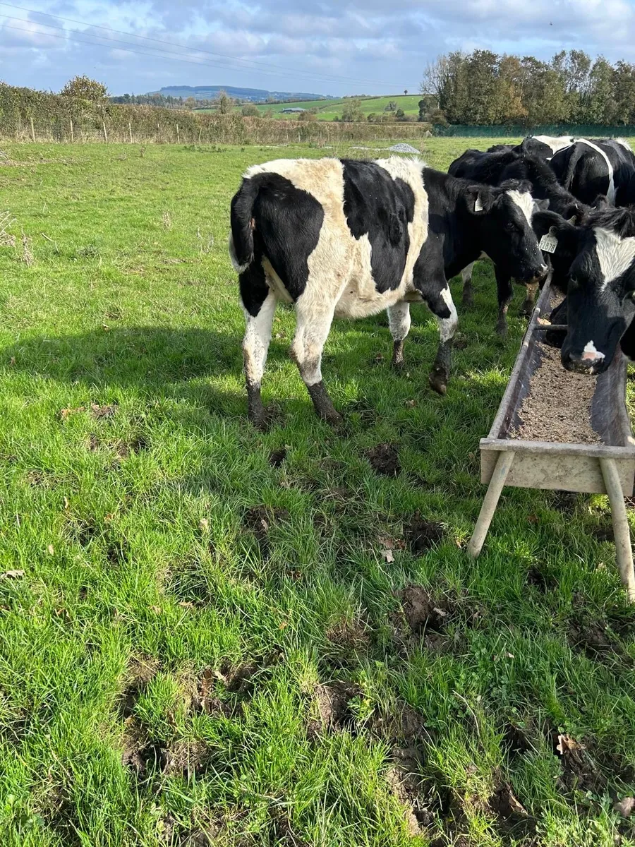 In calf heifers - Image 3