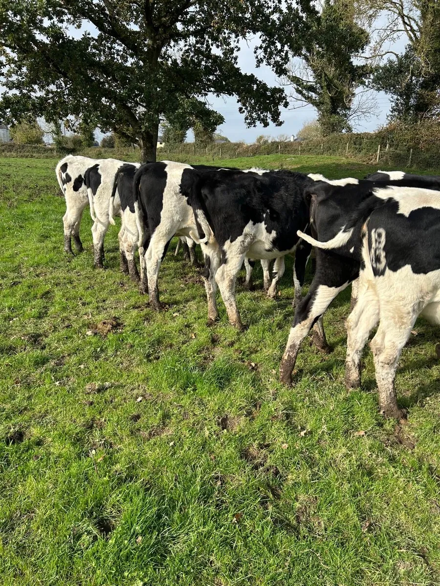 In calf heifers - Image 4