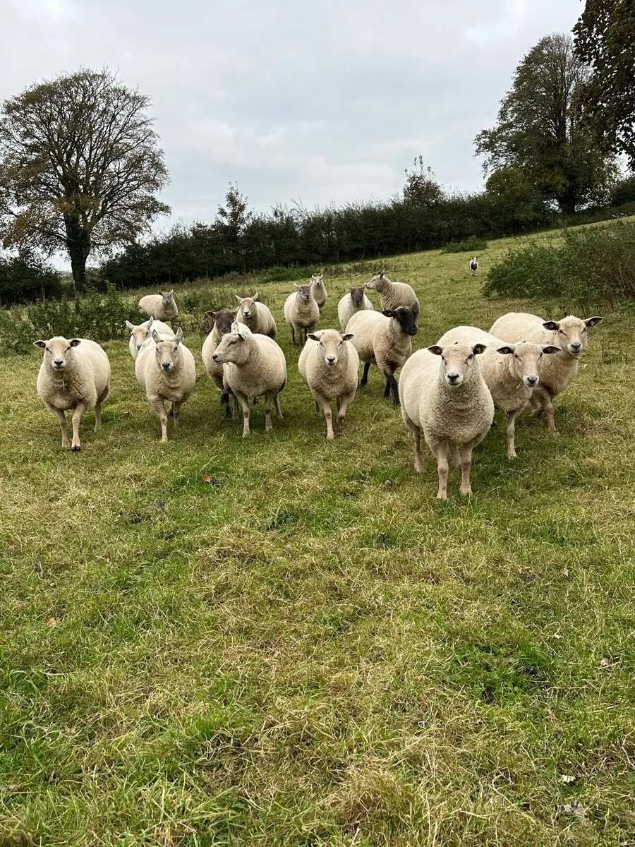 Hoggot Sheep