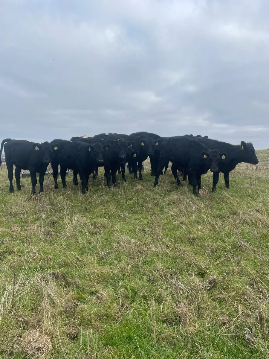 10 Angus weanlings - Image 1