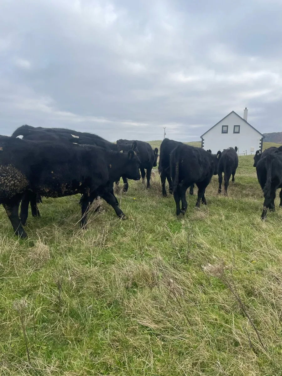 10 Angus weanlings - Image 2
