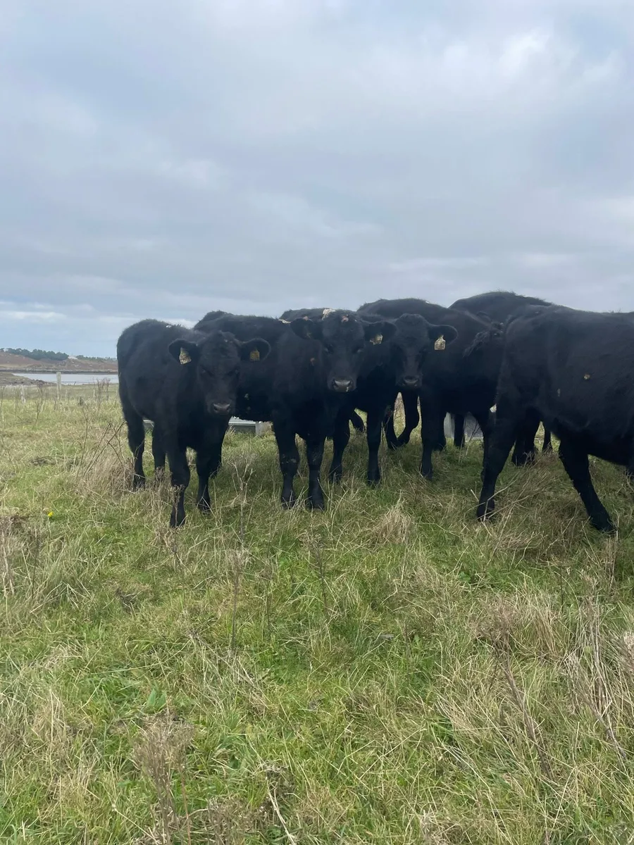 10 Angus weanlings - Image 3