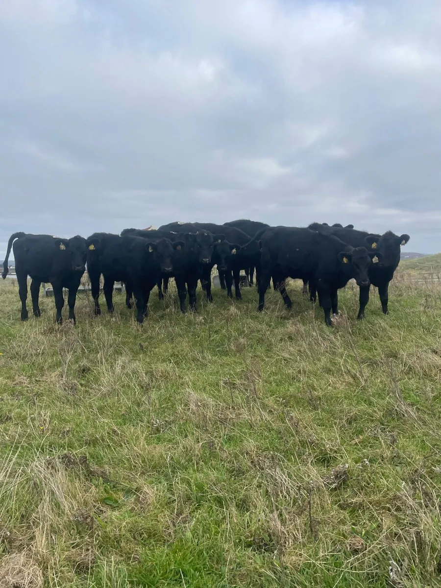 10 Angus weanlings - Image 4