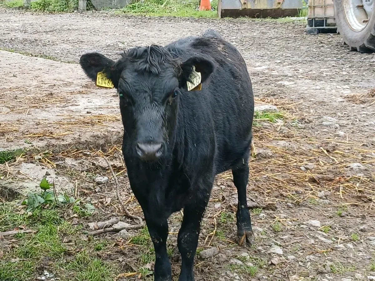 Heifer - Image 1