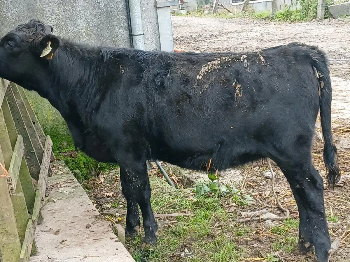 Heifer - Image 2