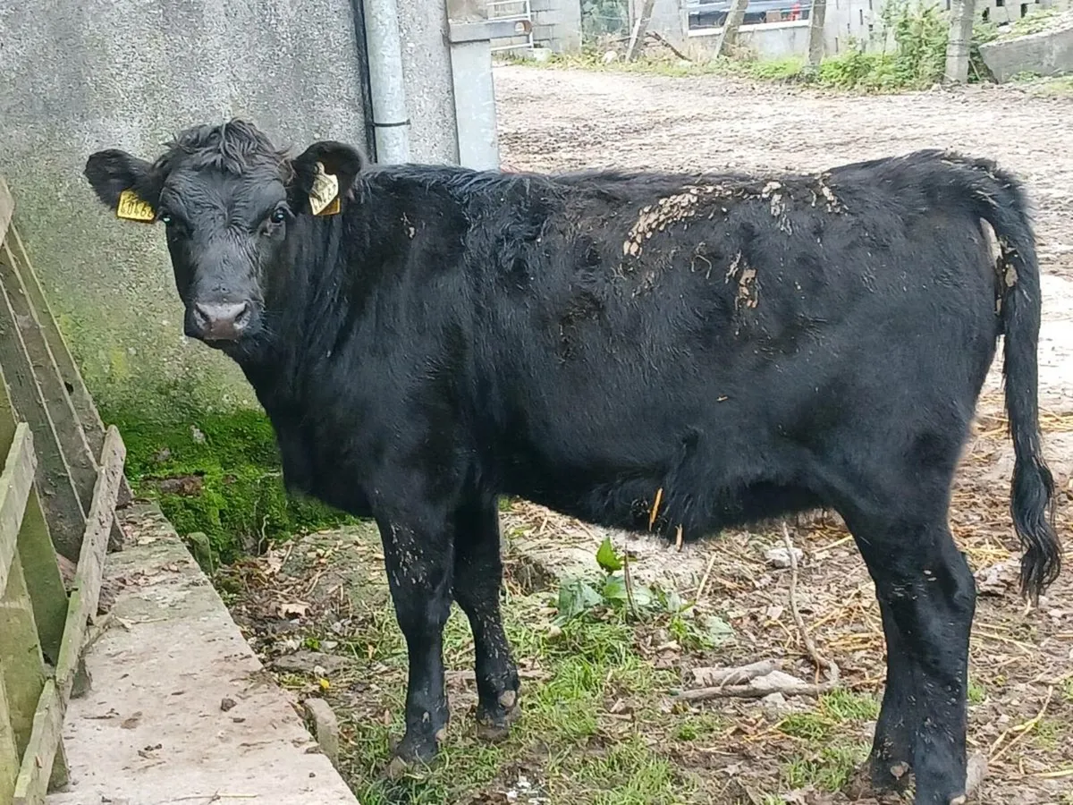 Heifer - Image 3
