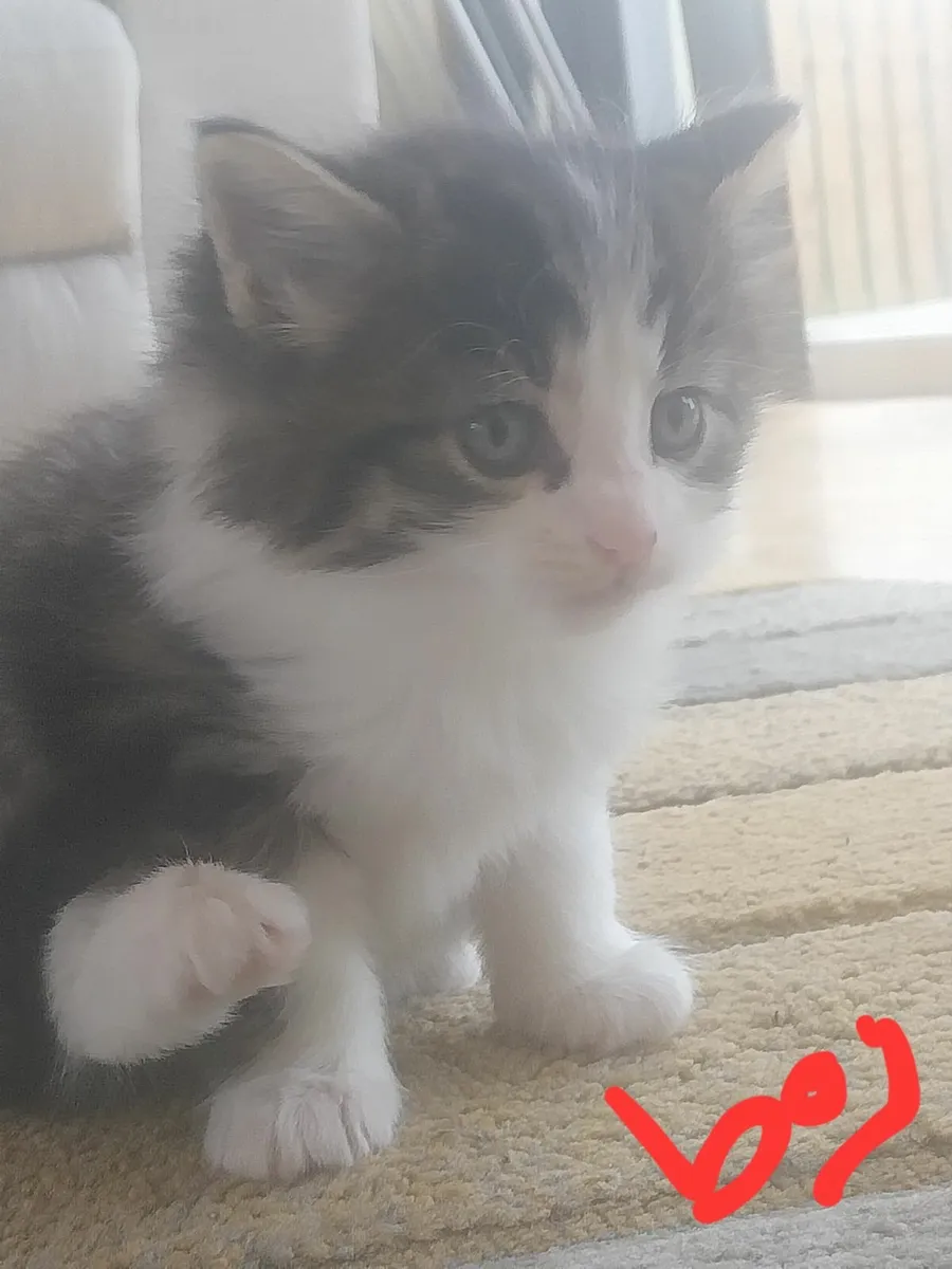 Cats - Image 1