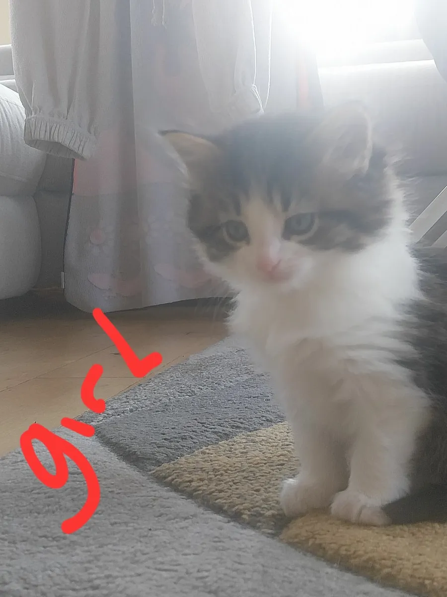 Cats - Image 2