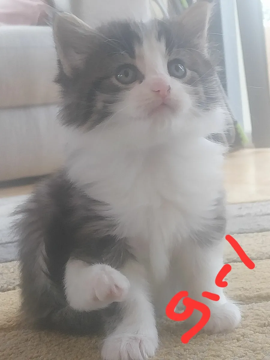 Cats - Image 3