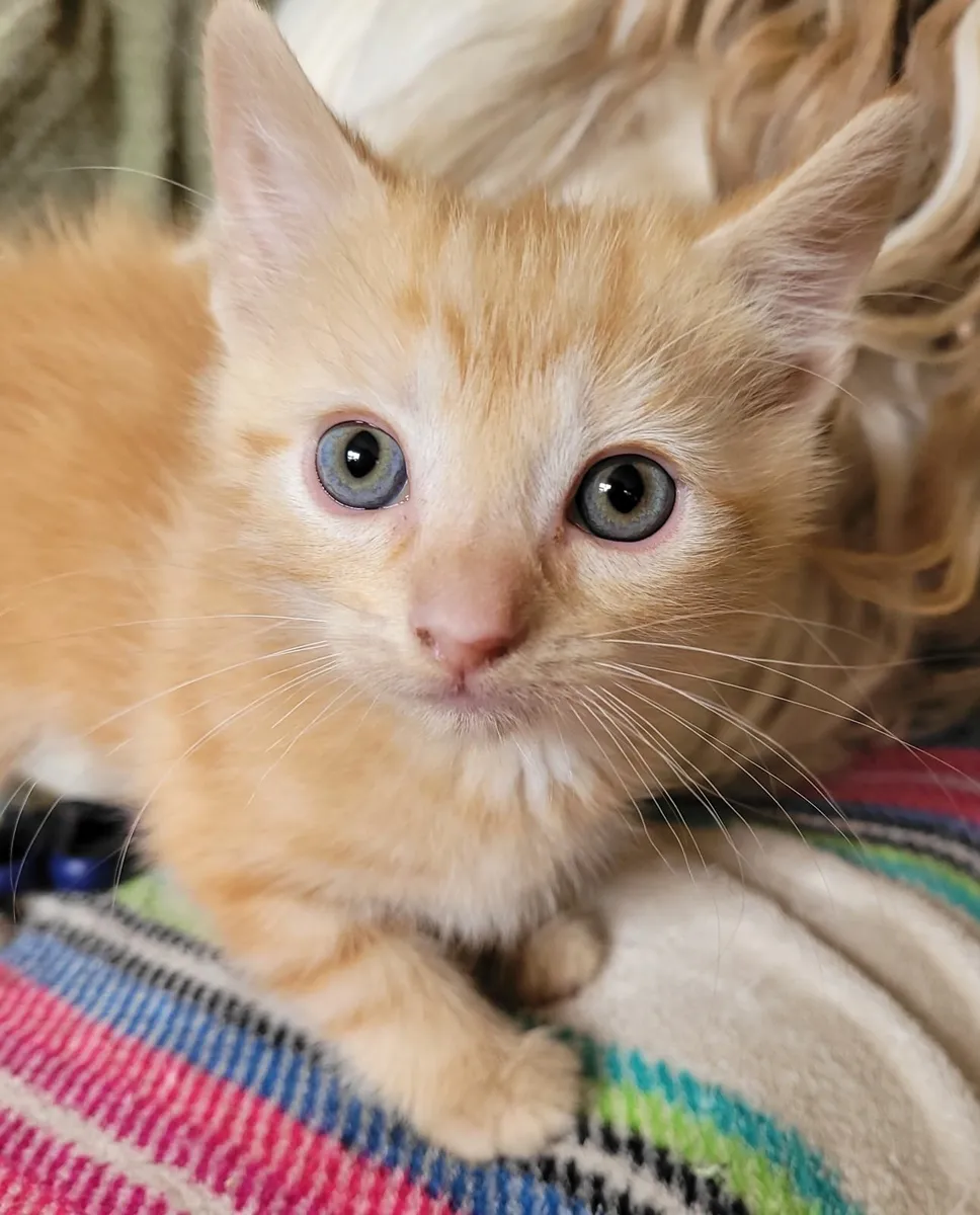 Ginger kittens - Image 1