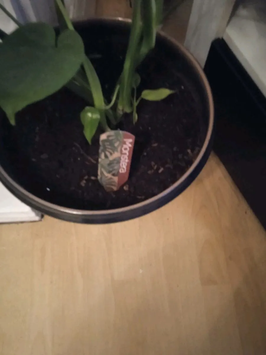 Plant - Image 2