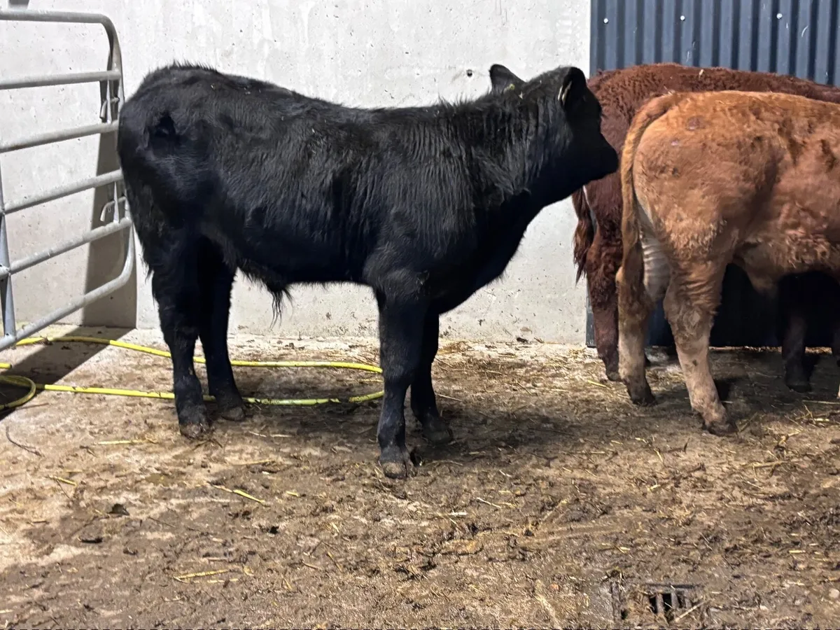 3 suckler bred Limision bull Weanlings for sale - Image 2