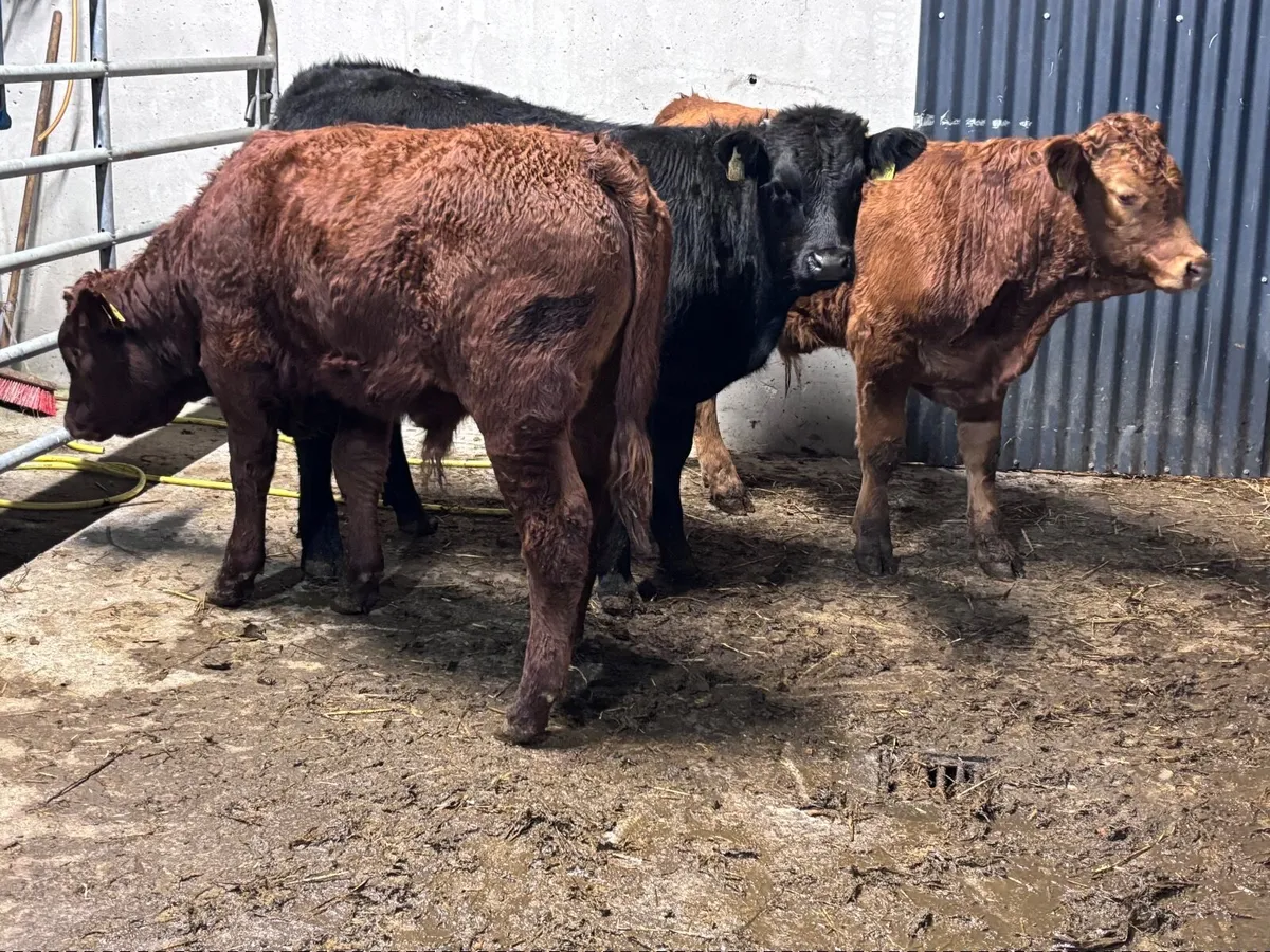 3 suckler bred Limision bull Weanlings for sale - Image 4