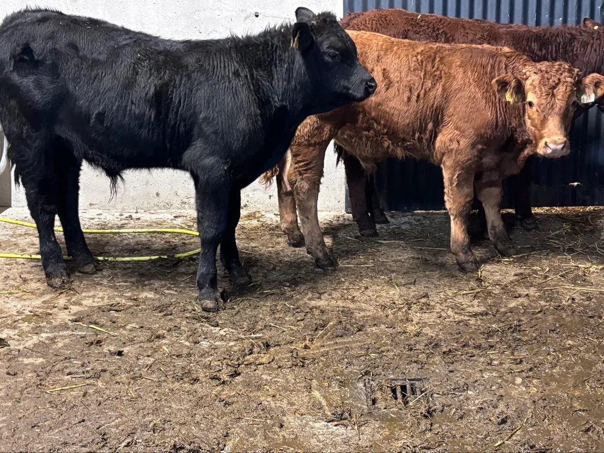 3 suckler bred Limision bull Weanlings for sale - Image 1