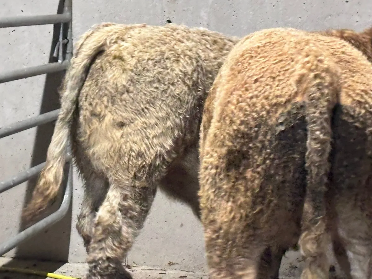 2 smashing Charlaois bull Weanlings - Image 2