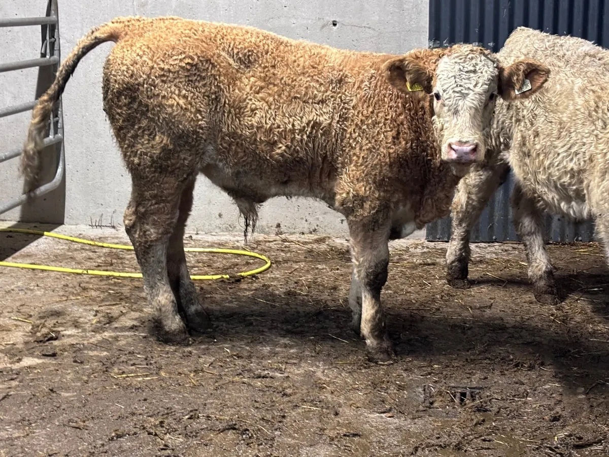 2 smashing Charlaois bull Weanlings - Image 3