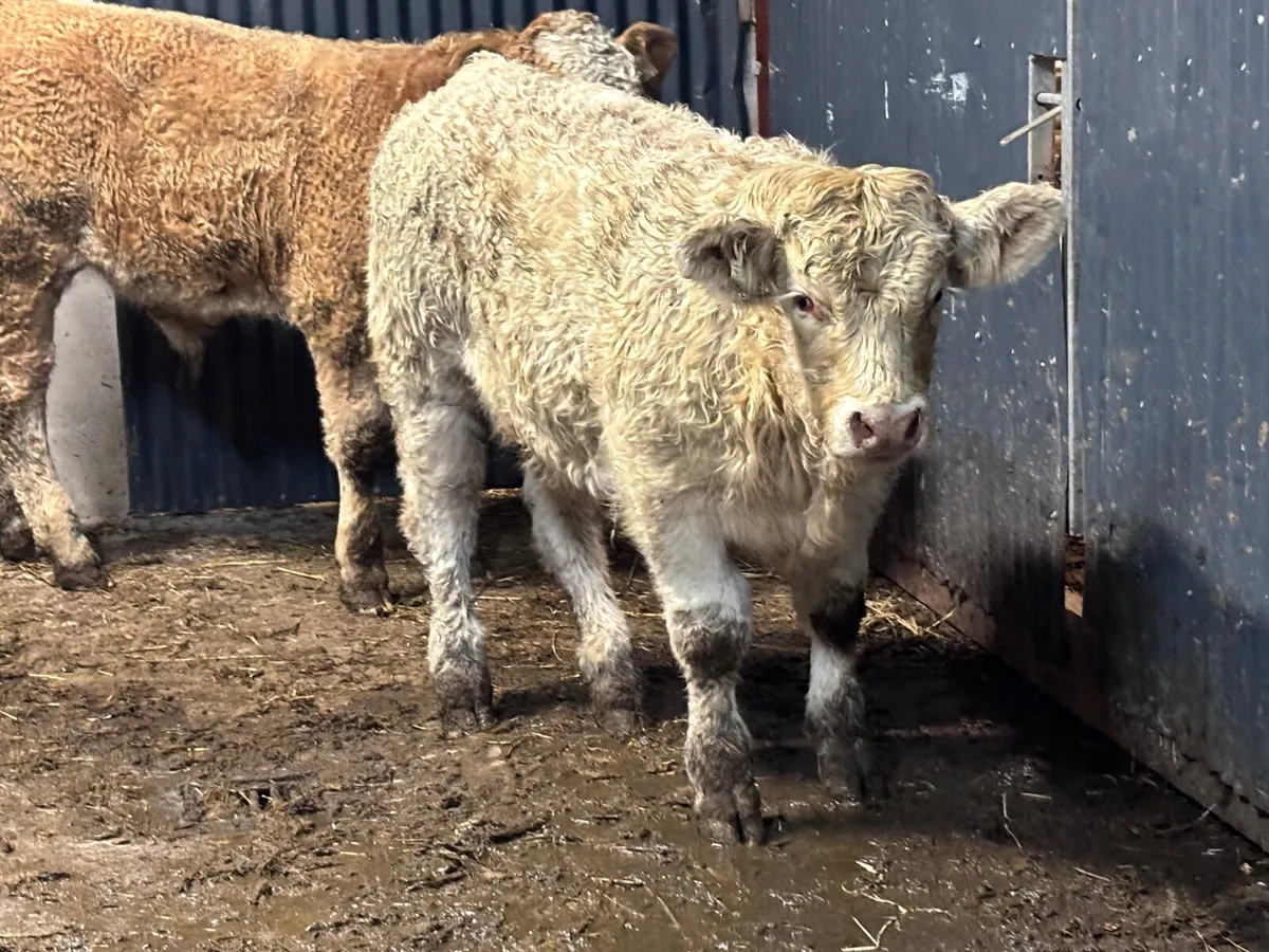 2 smashing Charlaois bull Weanlings - Image 1