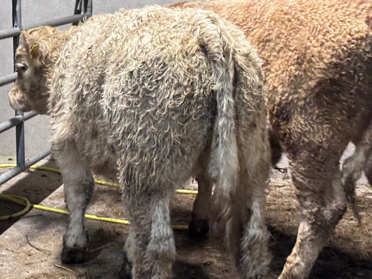 2 smashing Charlaois bull Weanlings - Image 4
