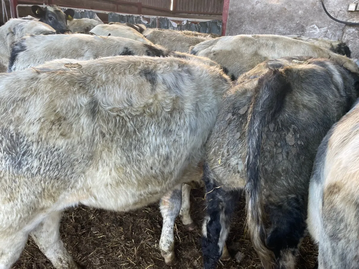 17 super Belgium blue bullocks - Image 2