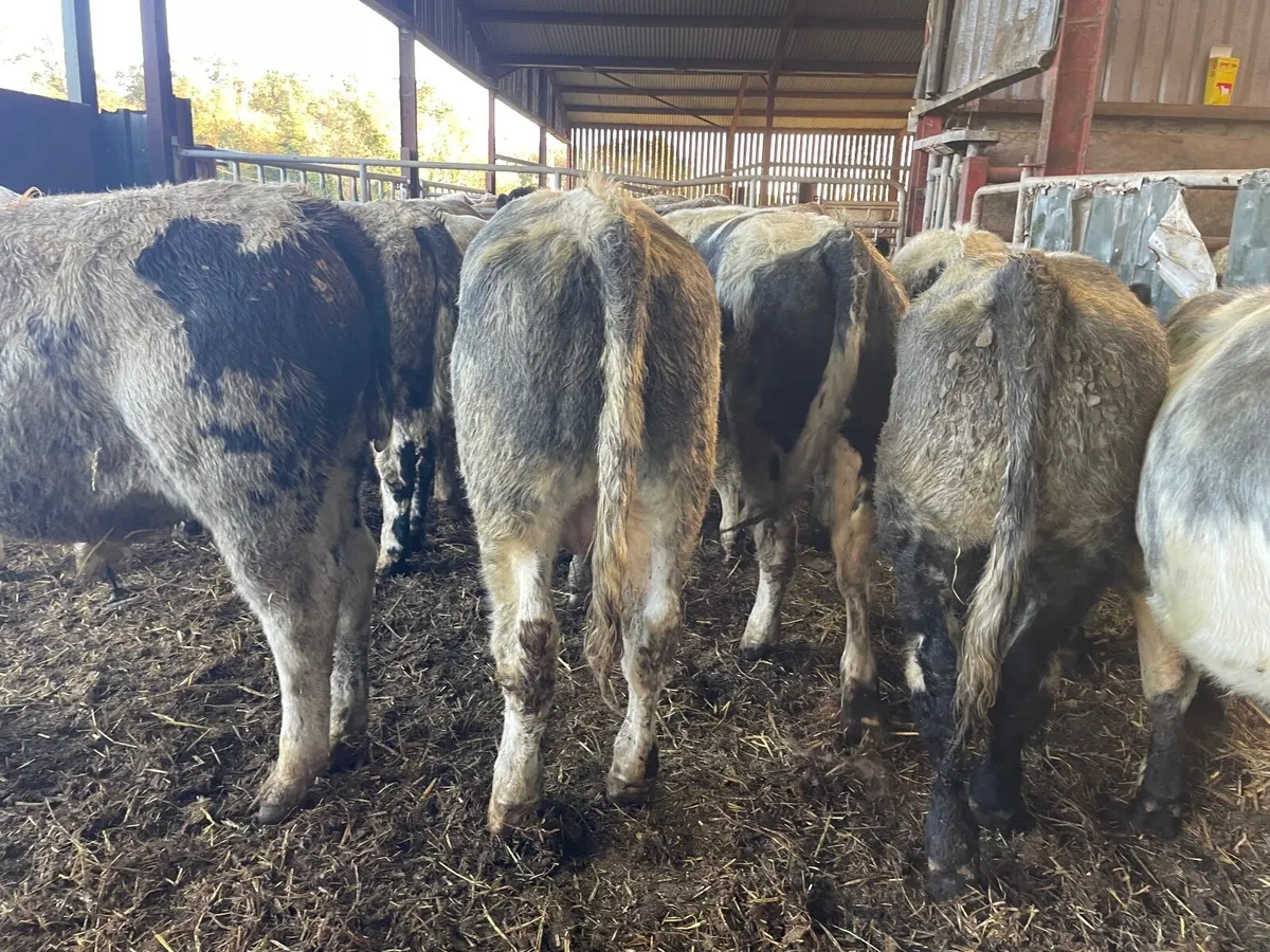 17 super Belgium blue bullocks - Image 3