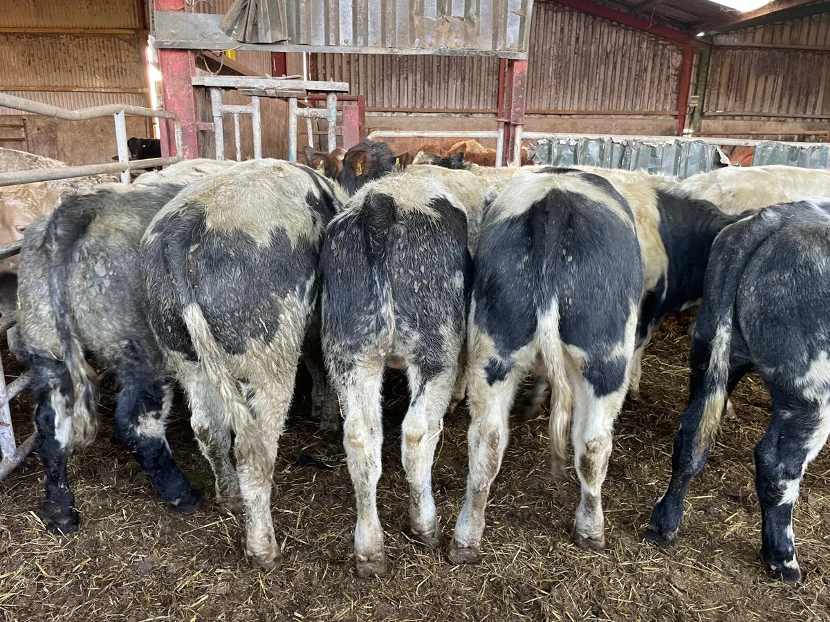 17 super Belgium blue bullocks - Image 4